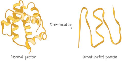 Denature protein. When a cake is baked, the proteins are denatured. Denaturation refers to the physical changes that take place in a protein exposed to abnormal conditions in the environment. Heat, acid, high salt concentrations, alcohol, and mechanical agitation can cause proteins to denature. When a protein denatures, its complicated folded structure unravels ... 