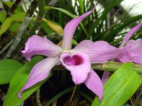 Dendrobium Species & Hybrids: Orchids By Hausermann