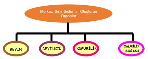Denetleyici ve Düzenleyici Sistemler Konu Özeti Fen Kurdu.