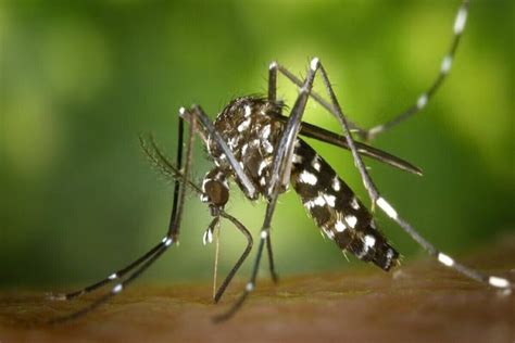 Dengue spike in Europe triggers fear of more infections, deaths