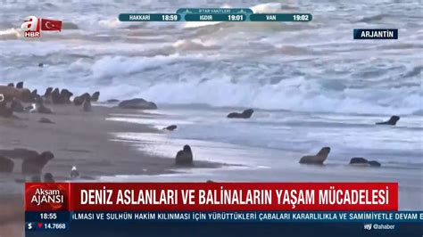 Deniz Aslanları Facebook. 