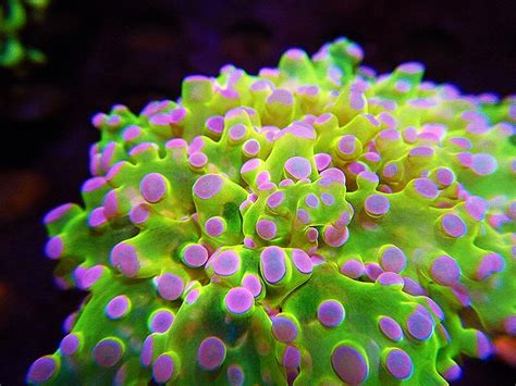Deniz mercan fiyatları