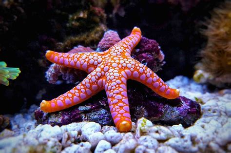 Deniz yıldızı türleri