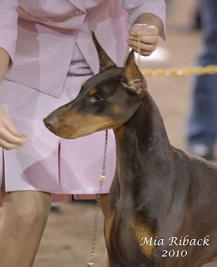 Denmel Dobermans