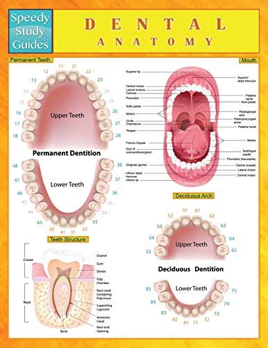 Dental Anatomy Speedy Study Guides