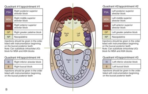 Dental Anatomy-Quiz 1 (Dental Surfaces) Flashcards Quizlet