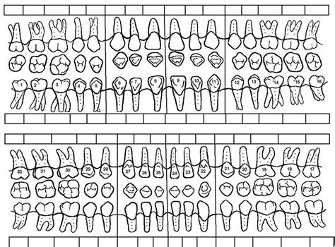 Dental Teeth Charting Forms Printable