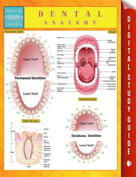 Dental anatomy speedy study guides by speedy publishing. - Online book students manual course general relativity.