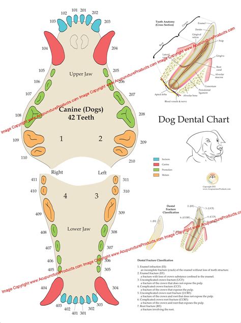 Dental chart for dogs - Dog Teeth - Vet Dentist …