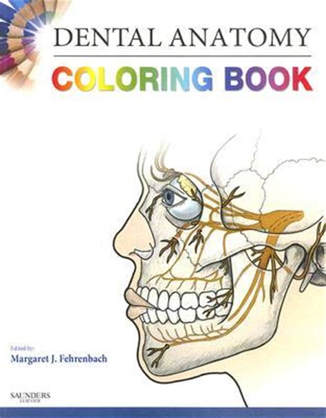 Read Dental Anatomy Coloring Book By Margaret J Fehrenbach