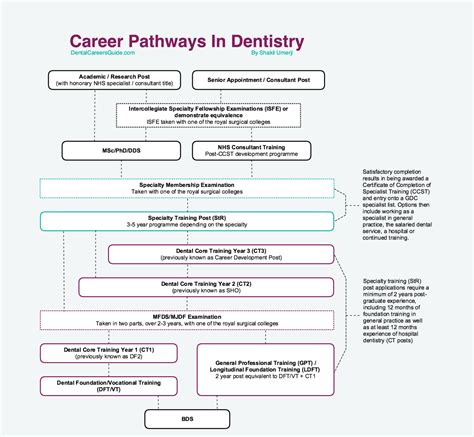 Dentist Career Path