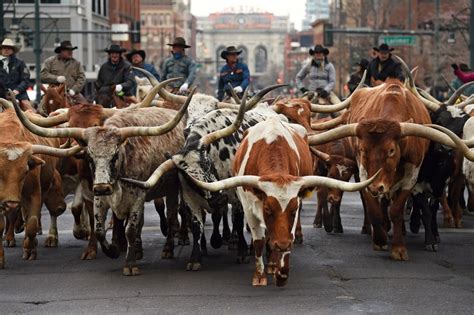 Denver’s longhorn cattle drive isn’t the only livestock parade in the U.S.