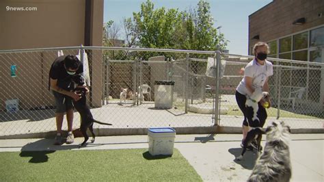 Denver Animal Shelter near capacity, fees dropped