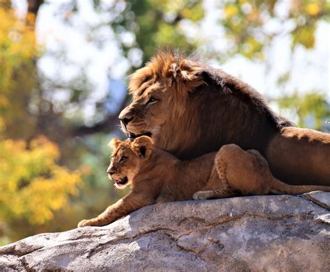 Denver Zoo euthanizes leader of African lion pride