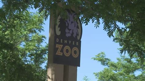 Denver Zoo offering Taylor Swift fans a discount over Eras Tour weekend