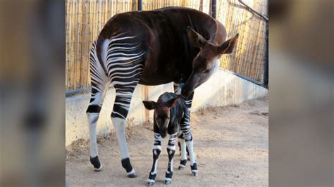 Denver Zoo says goodbye to okapi after significant health decline