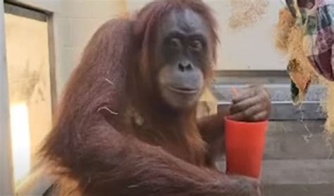 Denver Zoo specialist turns to her go-to pregnancy tea to help cure orangutan’s morning sickness