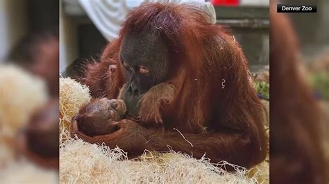 Denver Zoo welcomes healthy baby Sumatran orangutan