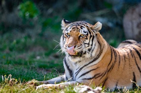 Denver Zoo welcomes new Amur tiger, Viktor