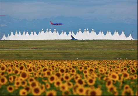 Denver airport sunflower fields near peak bloom
