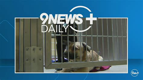 Denver animal shelter adoption. Things To Know About Denver animal shelter adoption. 