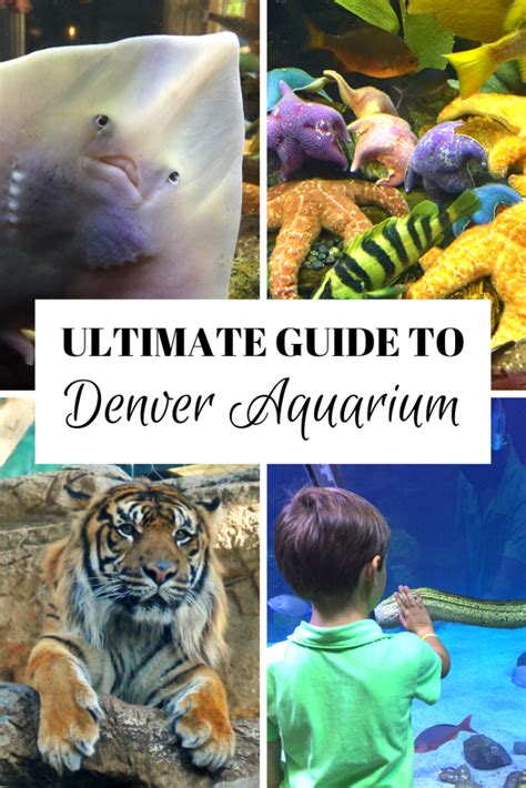 Source The following overview lists the admission prices and various discounts and discount codes for a visit to Downtown Aquarium in Denver. All prices are displayed per age group or reduced rate group.. 