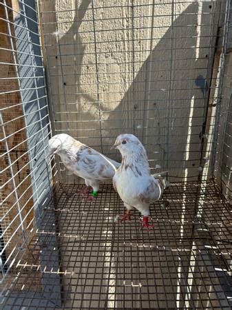 craigslist Farm & Garden - By Owner for sale in Colorado Springs. see also. Baby Kittens Barn cats 8 weeks. $50. Black Forest 5 baby chicks. $20. ... Lab Grade-Laminar Flow Hood For Sale ---Perfect for Mycology or Sensit. $800. colorado springs Flagstone. $255. Colorado Springs .... 