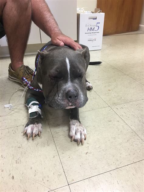 Denver dog recovering after rattlesnake bite