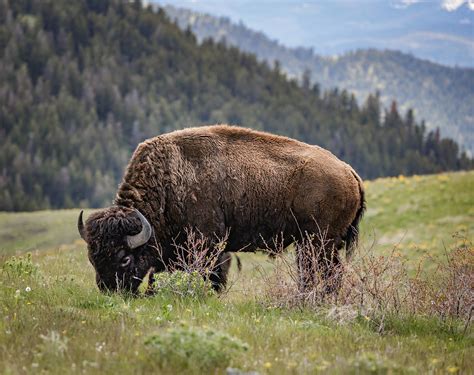 Denver donates bison to US tribes that seek to restore bond with animal