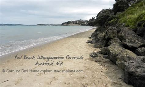 Deon Botha - Red Beach, Auckland, New Zealand Professional …