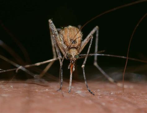 Department of health warns residents and visitors about mosquitoes coming to South Florida
