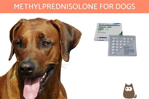 Depo Medrol For Dogs Dosage Chart