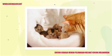 Depo bonus 100 to kecil aman. Mimpi melihat kucing melahirkan.