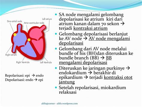 Depolarisasi Atrium: Interpretasi EKG - Abnormal Gelombang P - YouTube image 1