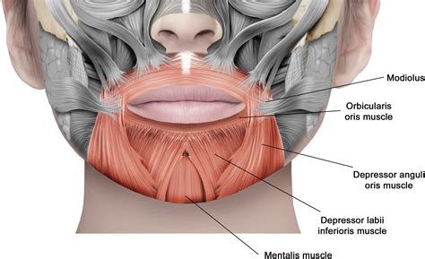 Depressor anguli oris What it is botox exercises and more
