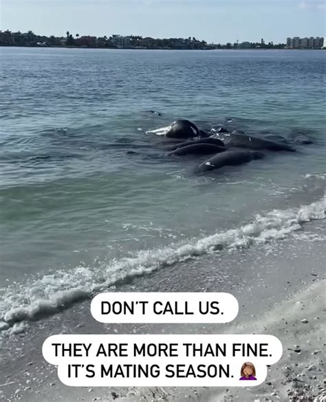 Deputies: Don’t call 911 to report manatees huddled near shore — they’re mating