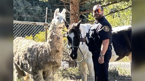 Deputies rescue several neglected animals on Larimer County property