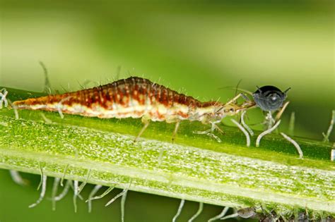 Der heimliche Verbündete im Garten: Die unglaubliche Welt der Florfliegen