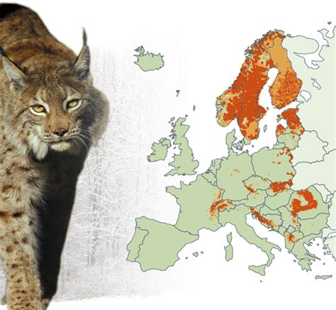 Der luchs in europa: verbreitung, wiedereinburgerung, rauber beute beziehung. - Draw every day draw every way guided sketchbook sketch paint and doodle through one creative year.
