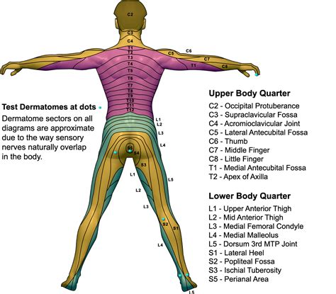 Dermatine Define dermatine at Dictionarys.net