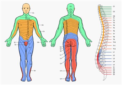 Dermatone Diagram