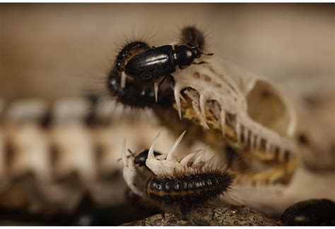 Dermestid Beetle & Larvae Colony Best Skull Cleaning