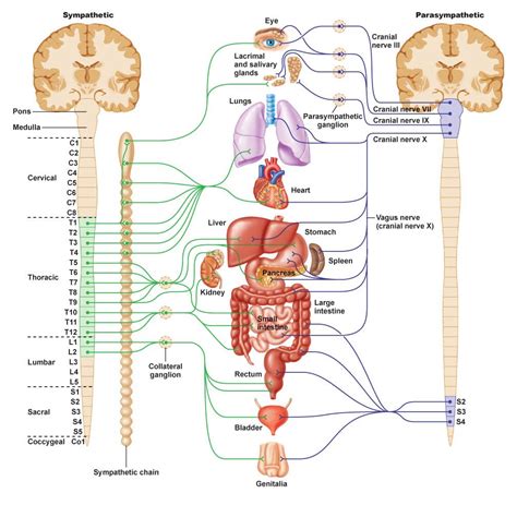 Descending pathways of the autonomic nervous …