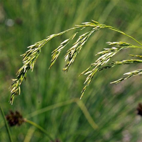 Deschampsia flexuosa - Canche flexible, flexueuse