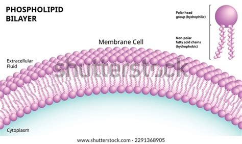 Describe how phospholipids are arranged in the cell membrane. .  ...