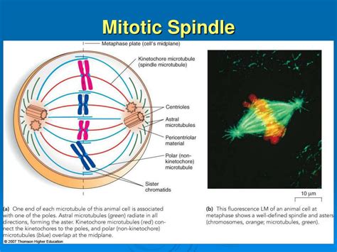 Describe the Structure and Function of the Mitotic Spindle