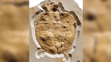 Describen el fósil de tortuga marina del Jurásico mejor conservado hasta la fecha