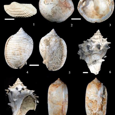 Descripción de algunos moluscos del mioceno del valle del cibao de la república dominicana. - Carlos r. menéndez y felipe carrillo puerto.