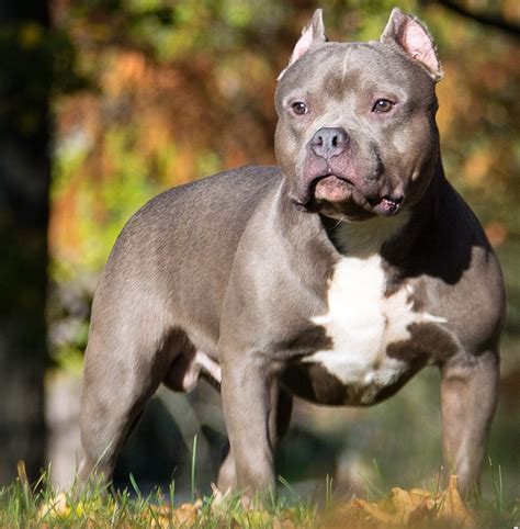 Description The American Bully has a short, close, stiff to the touch and glossy coat