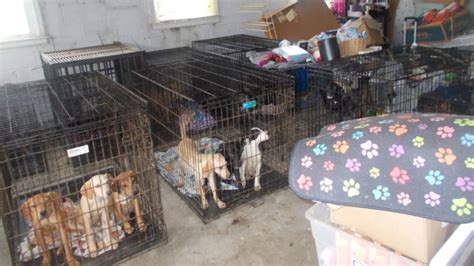 Descubren al menos 30 perros muertos y más de 90 desnutridos en un centro de rescate de animales de Ohio